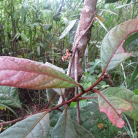 Litsea ligustrina (Nees) Fern.- Vill